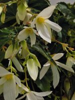 بذر بگونیا سانتا باربارا (Begonia boliviensis f1 Santa Barbara)