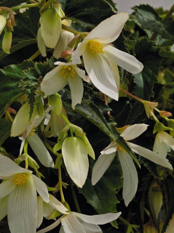بذر بگونیا سانتا باربارا (Begonia boliviensis f1 Santa Barbara)