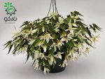 بذر بگونیا سانتا باربارا (Begonia boliviensis f1 Santa Barbara)