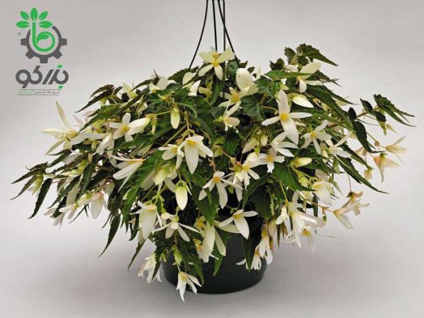بذر بگونیا سانتا باربارا (Begonia boliviensis f1 Santa Barbara)