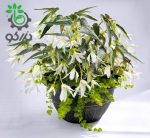 بذر بگونیا سانتا باربارا (Begonia boliviensis f1 Santa Barbara)