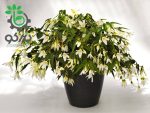بذر بگونیا سانتا باربارا (Begonia boliviensis f1 Santa Barbara)