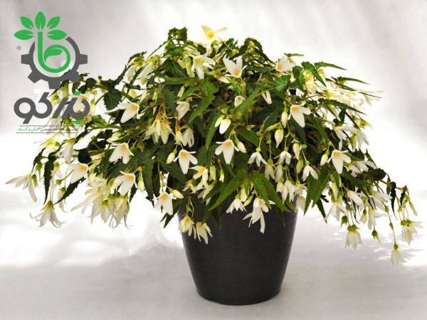 بذر بگونیا سانتا باربارا (Begonia boliviensis f1 Santa Barbara)