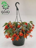 بذر بگونیا سانتا کروز (Begonia boliviensis f1 Santa Cruz)