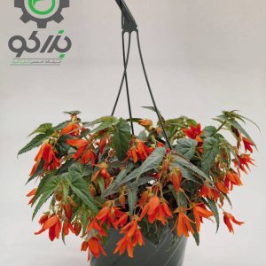 بذر بگونیا سانتا کروز (Begonia boliviensis f1 Santa Cruz)