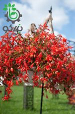 بذر بگونیا سانتا کروز (Begonia boliviensis f1 Santa Cruz)