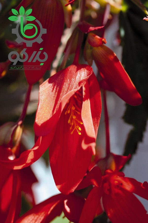 بذر بگونیا سانتا کروز (Begonia boliviensis f1 Santa Cruz)