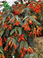 بذر بگونیا سانتا کروز (Begonia boliviensis f1 Santa Cruz)
