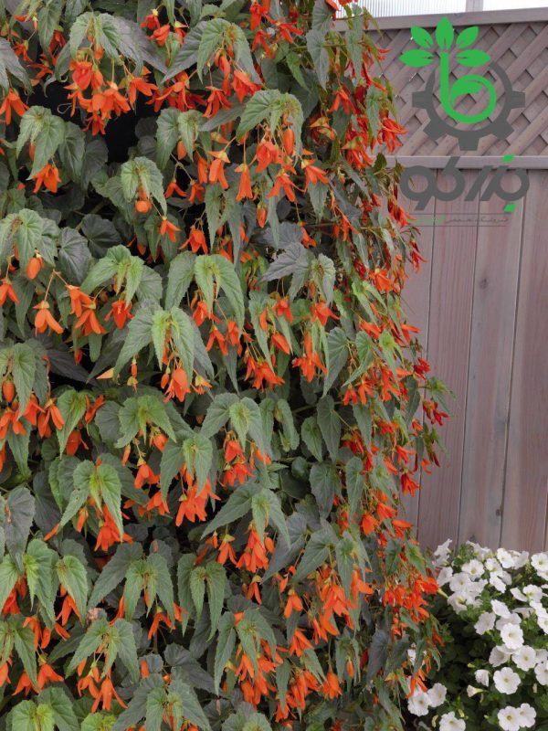 بذر بگونیا سانتا کروز (Begonia boliviensis f1 Santa Cruz)