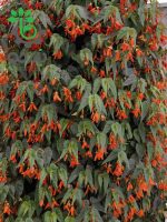 بذر بگونیا سانتا کروز (Begonia boliviensis f1 Santa Cruz)