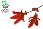 بذر بگونیا سانتا کروز (Begonia boliviensis f1 Santa Cruz)