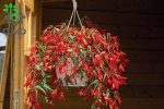 بذر بگونیا سانتا کروز (Begonia boliviensis f1 Santa Cruz)