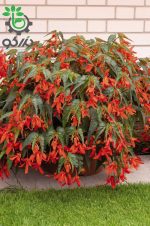 بذر بگونیا سانتا کروز (Begonia boliviensis f1 Santa Cruz)
