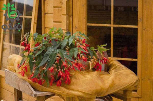 بذر بگونیا سانتا کروز (Begonia boliviensis f1 Santa Cruz)