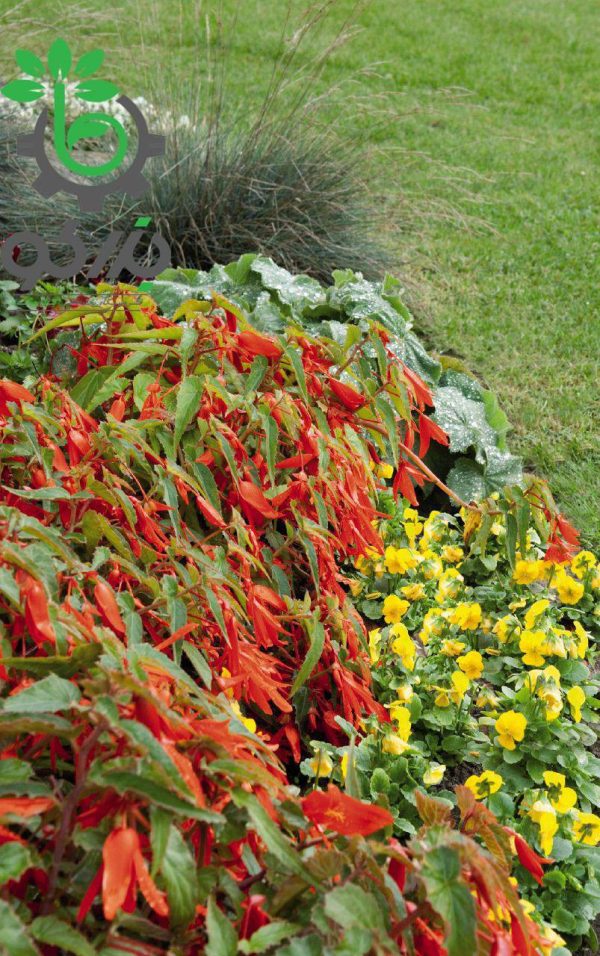 بذر بگونیا سانتا کروز (Begonia boliviensis f1 Santa Cruz)