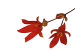 بذر بگونیا سانتا کروز (Begonia boliviensis f1 Santa Cruz)