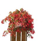 بذر بگونیا سانتا کروز (Begonia boliviensis f1 Santa Cruz)