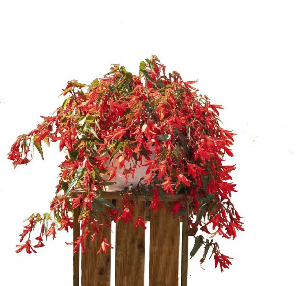 بذر بگونیا سانتا کروز (Begonia boliviensis f1 Santa Cruz)