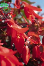 بذر بگونیا سانتا کروز (Begonia boliviensis f1 Santa Cruz)