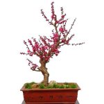 بذر درخت (بونسای) شکوفه آلو یا گل یخ PLUM