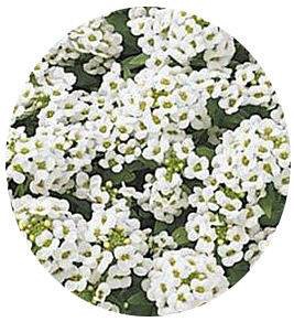 بذر گل آلیسوم یا مروارید گل عسل رنگ سفید (Easter Bonnet White Alyssum)