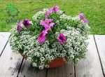بذر گل آلیسوم یا مروارید گل عسل رنگ سفید (Easter Bonnet White Alyssum)