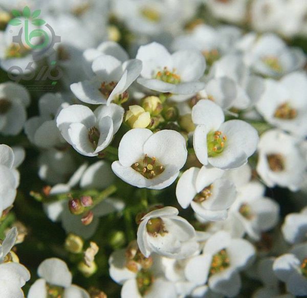 بذر گل آلیسوم یا مروارید گل عسل رنگ سفید (Easter Bonnet White Alyssum)