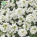 بذر گل آلیسوم یا مروارید گل عسل رنگ سفید (Easter Bonnet White Alyssum)