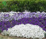 بذر گل آلیسوم یا مروارید گل عسل رنگ سفید (Easter Bonnet White Alyssum)