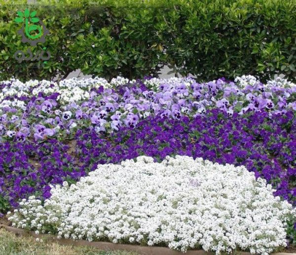 بذر گل آلیسوم یا مروارید گل عسل رنگ سفید (Easter Bonnet White Alyssum)