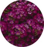 بذر گل آلیسوم یا مروارید گل عسل رنگ سرخ (Easter Bonnet Rose Deep Alyssum)