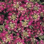 بذر گل آلیسوم یا مروارید گل عسل رنگ سرخ (Easter Bonnet Rose Deep Alyssum)
