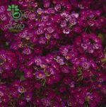 بذر گل آلیسوم یا مروارید گل عسل رنگ سرخ (Easter Bonnet Rose Deep Alyssum)