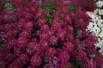بذر گل آلیسوم یا مروارید گل عسل رنگ سرخ (Easter Bonnet Rose Deep Alyssum)