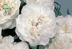 بذر گل میخک لیلیپوت سفید (dianthus caryophyllus nanus lillipot white)