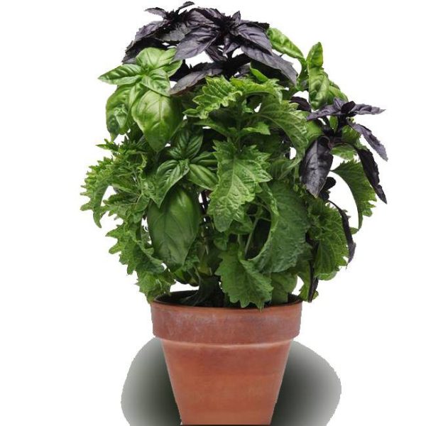 بذر ریحان (Simply Herbs Try Basil) شرکت پان آمریکن