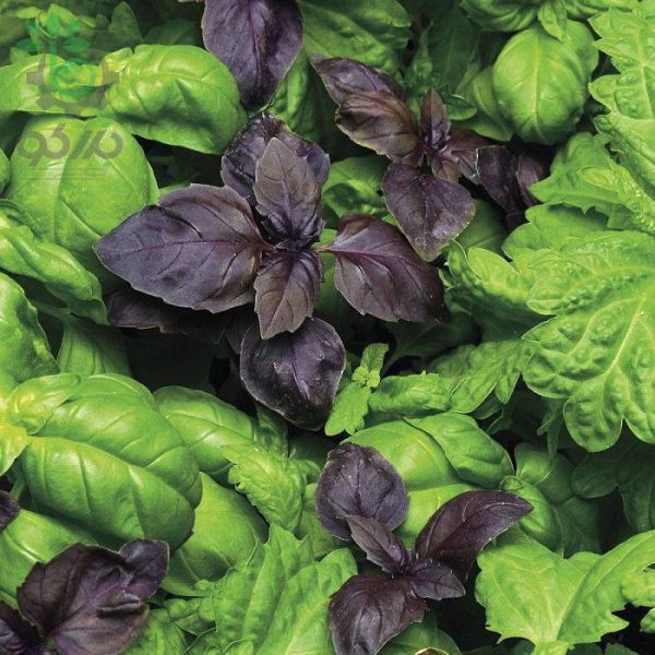بذر ریحان (Simply Herbs Try Basil) شرکت پان آمریکن