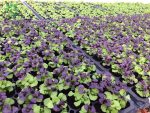 بذر ریحان (Simply Herbs Try Basil) شرکت پان آمریکن