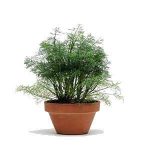 بذر شوید فرن لیف (Herb Dill Simply Herbs Fernleaf)