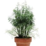 بذر شوید فرن لیف (Herb Dill Simply Herbs Fernleaf)