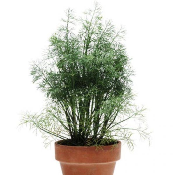 بذر شوید فرن لیف (Herb Dill Simply Herbs Fernleaf)