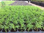 بذر شوید فرن لیف (Herb Dill Simply Herbs Fernleaf)