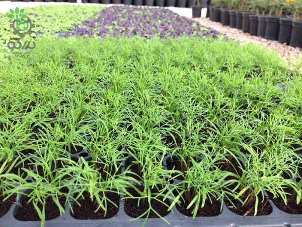بذر شوید فرن لیف (Herb Dill Simply Herbs Fernleaf)