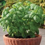 بذر ریحان ایتالیایی دولچی فرسکا (herb Basil Dolce Fresca)
