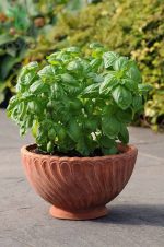 بذر ریحان ایتالیایی دولچی فرسکا (herb Basil Dolce Fresca)