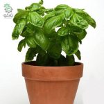 بذر ریحان ایتالیایی دولچی فرسکا (herb Basil Dolce Fresca)