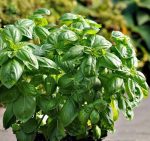 بذر ریحان ایتالیایی دولچی فرسکا (herb Basil Dolce Fresca)