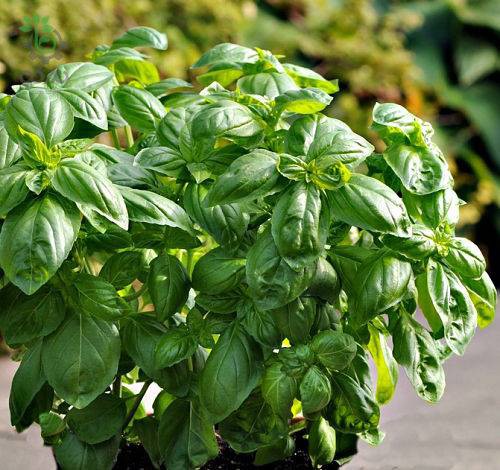 بذر ریحان ایتالیایی دولچی فرسکا (herb Basil Dolce Fresca)