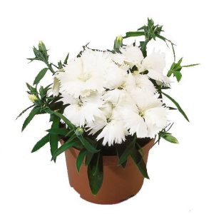 بذر گل میخک قرنفل یا میخک مینیاتوری سفید (Dianthus chinensis f1 Diana white)