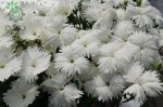 بذر گل میخک قرنفل یا میخک مینیاتوری سفید (Dianthus chinensis f1 Diana white)